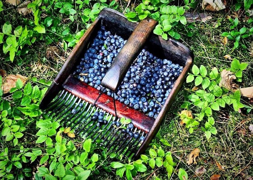 Фото с просторов всемирной паутины.