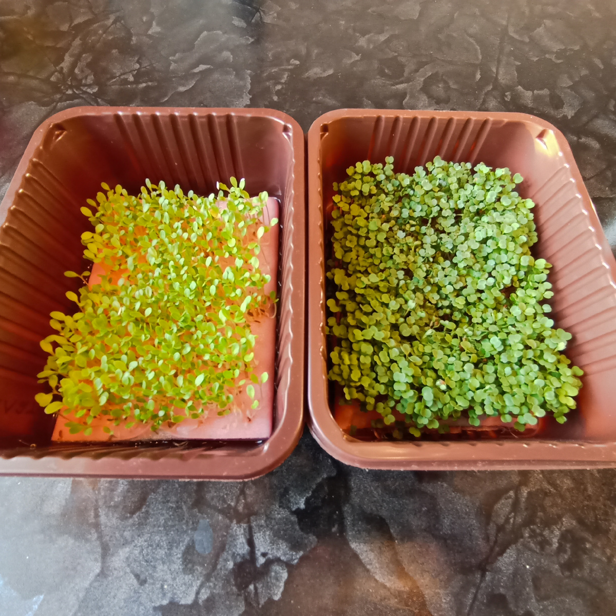 Салат и руккола через неделю после посадки семян