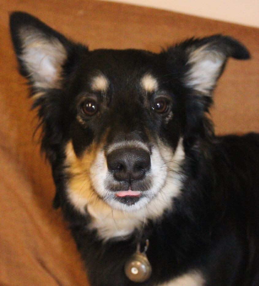 Чмоки-чмоки