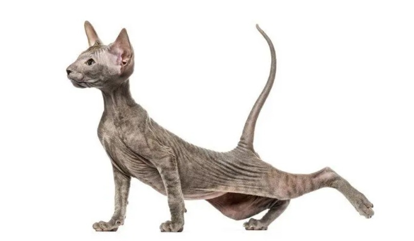 Лысые (безволосые) породы кошек