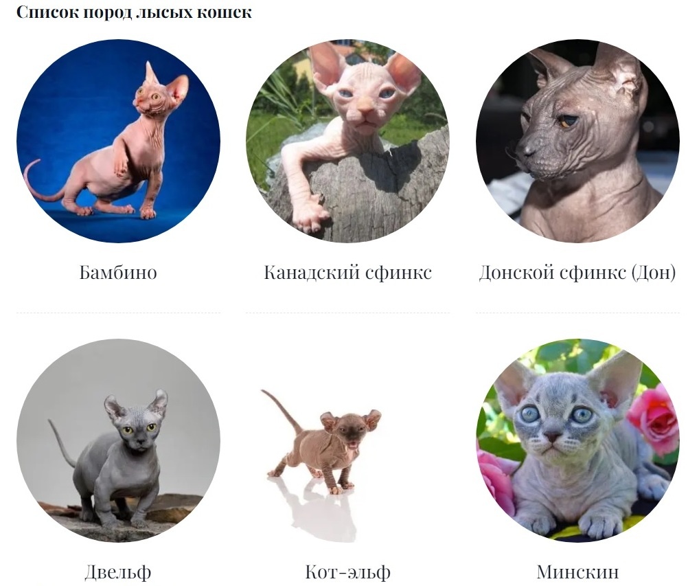 Список пород лысых кошек