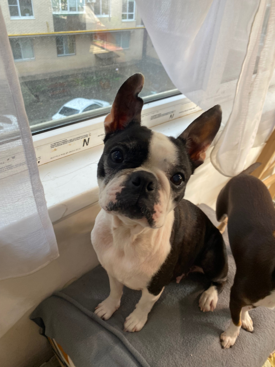 Моя любимая аллергичная собака Бостонка Жаннетка.