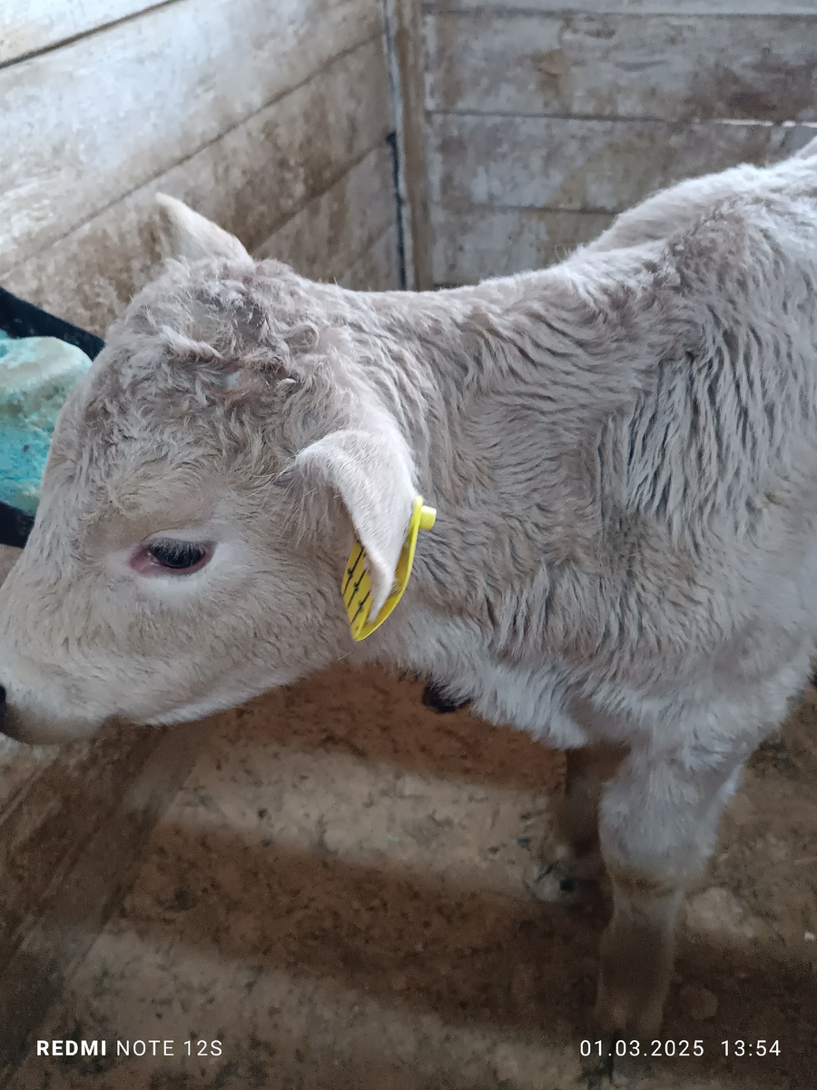 Смотрите какой красоты теленок, шерсть пегая, с розовым отливом