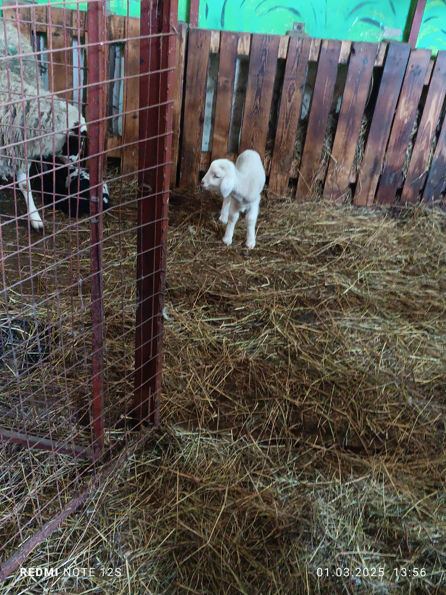 Совсем кроха, недавно родился 