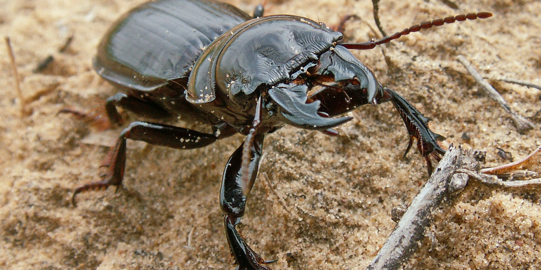 Скарита: Радуйтесь, если увидите его на участке. Он перебьёт всех вредителей в округе!