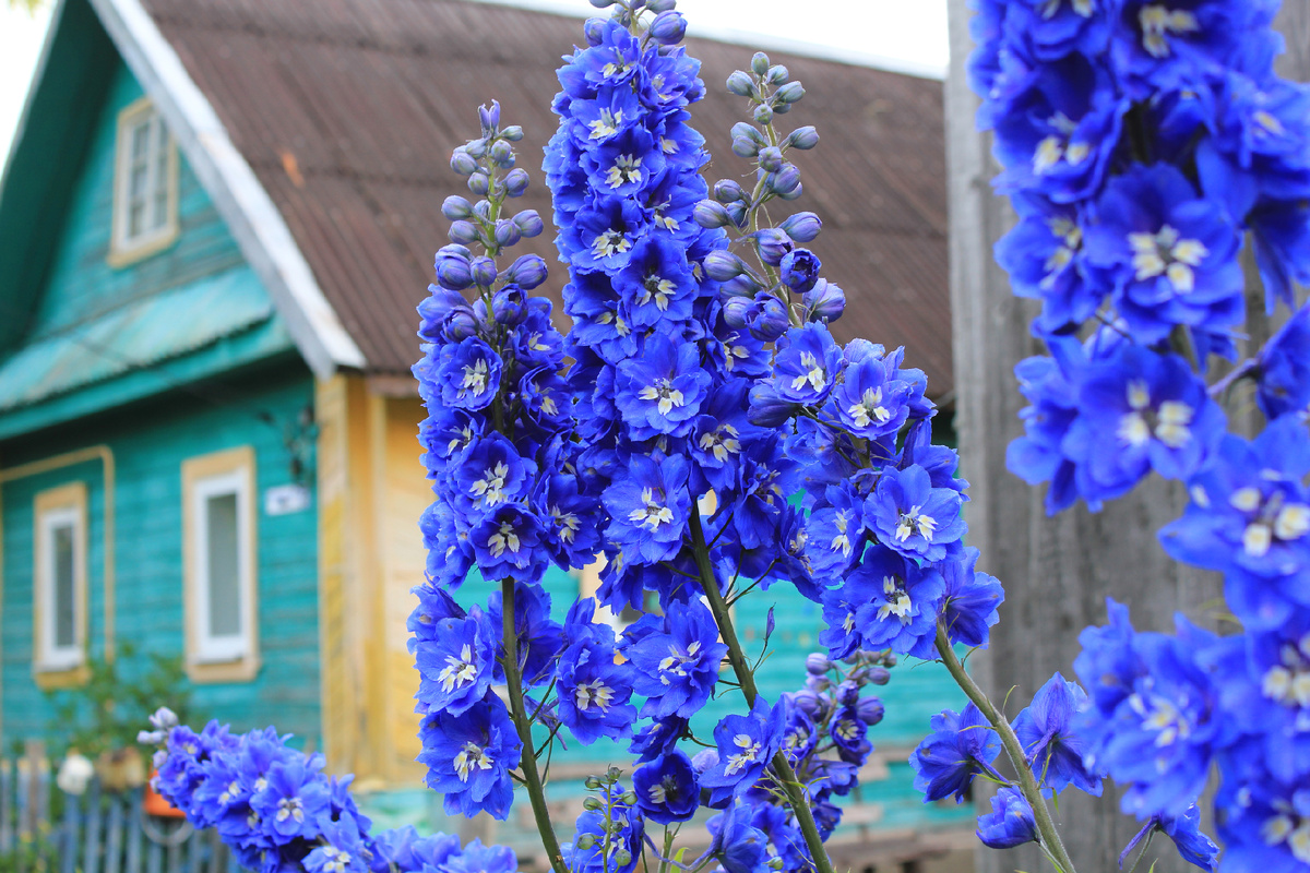 Дельфиниум синий махровый