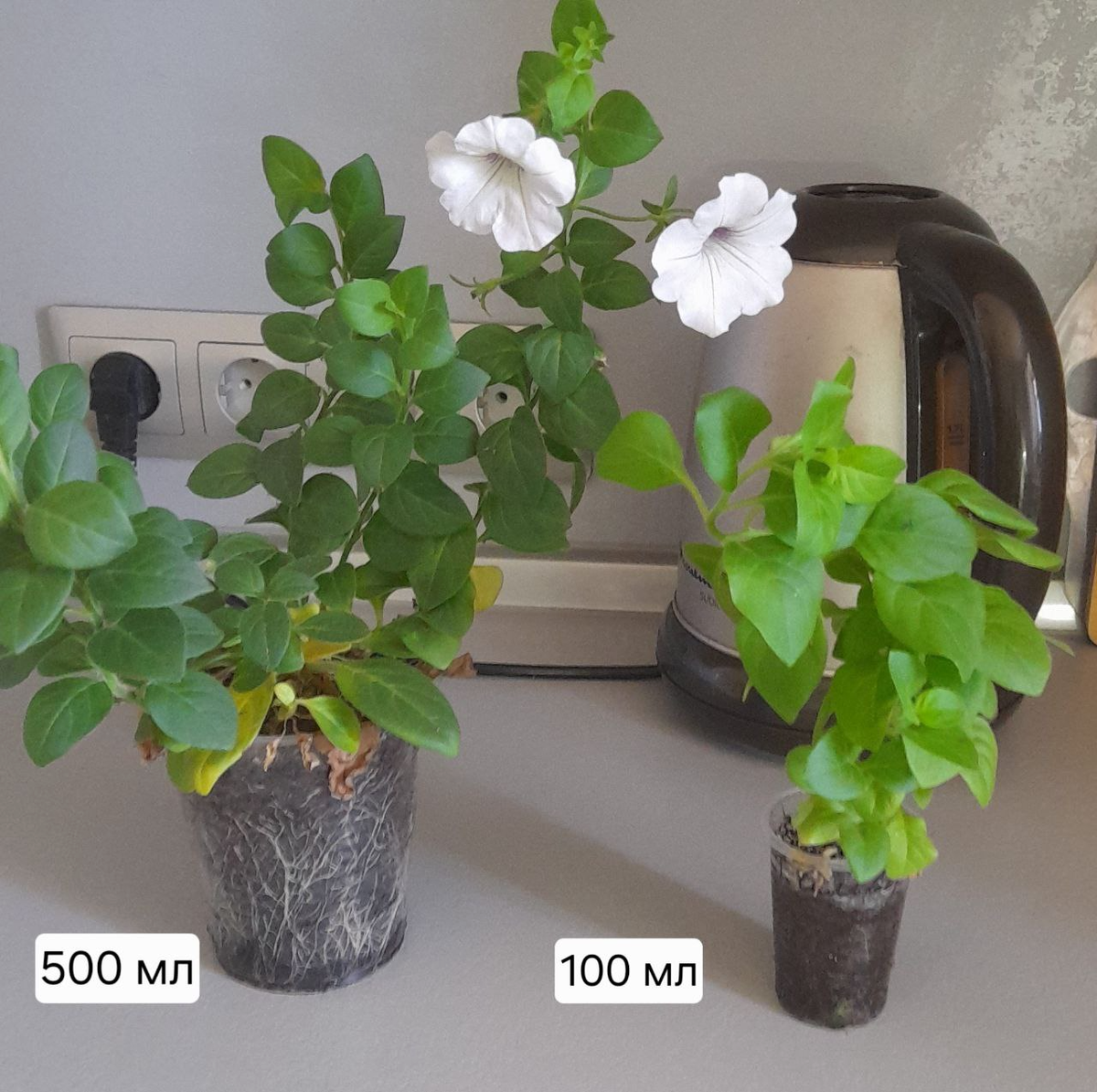 Рассада петунии в стаканах разного объема