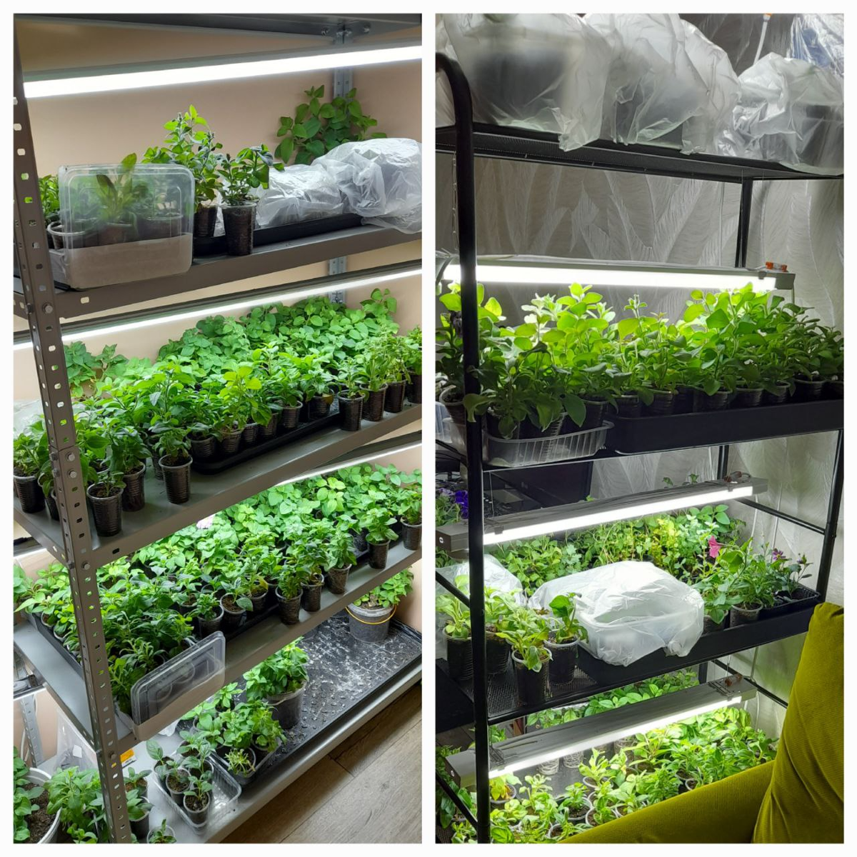 Стеллаж с рассадой петуньи у меня в квартире