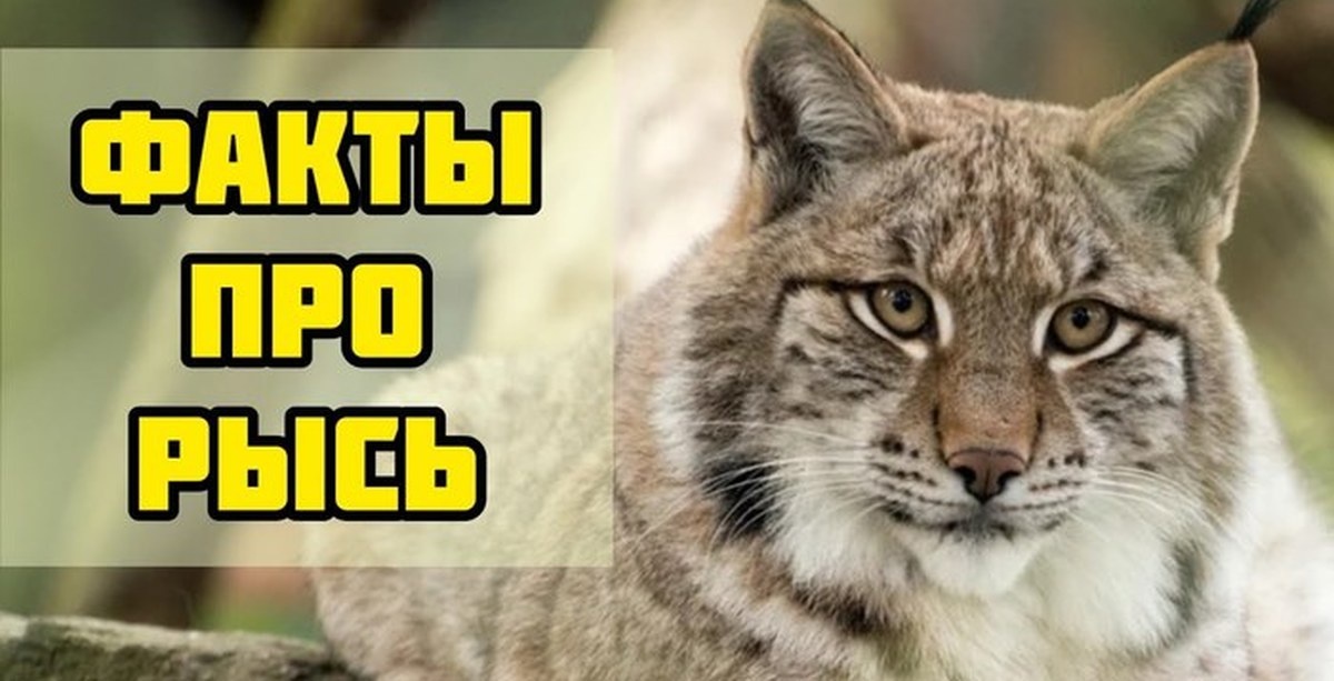                                                        Всем привет. Вот и статья.