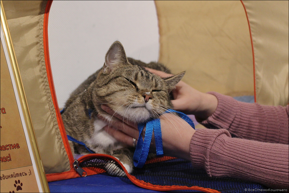 © ВСЕ ОТТЕНКИ КОШАЧЬЕГО. 16 марта ждем вас на кототерапию!