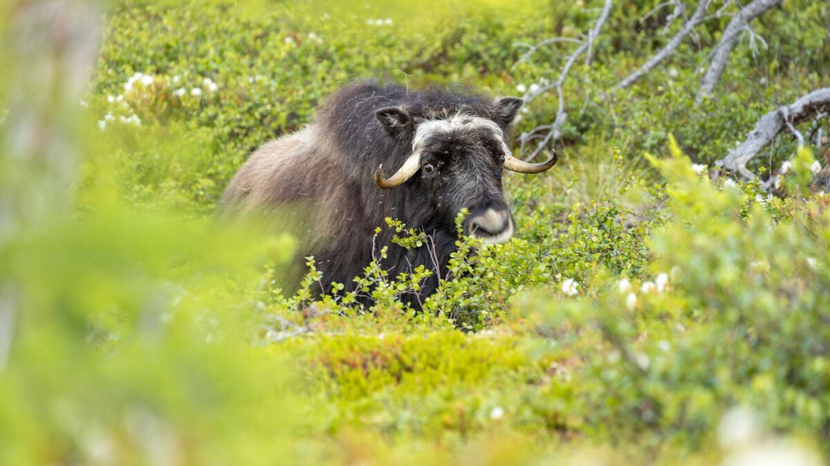    Фото: Федор Воронов/«Ямал-Медиа»