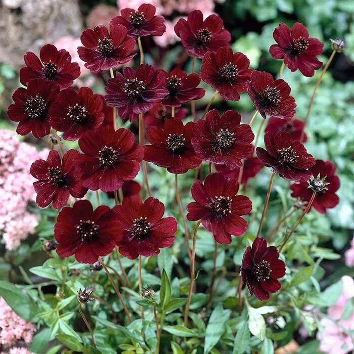 Фото из свободного доступа.