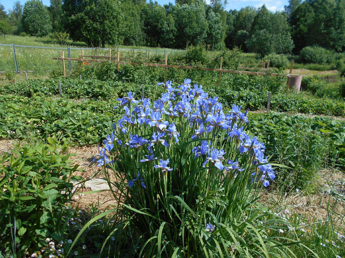 Ирис сибирский украшает огород