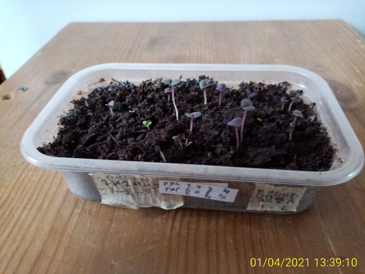 Всходы базилика