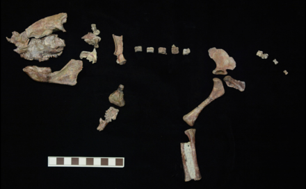 Остатки скелета крикодона.