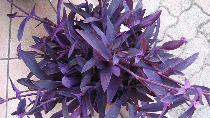 Фото: Яндекс Картинки