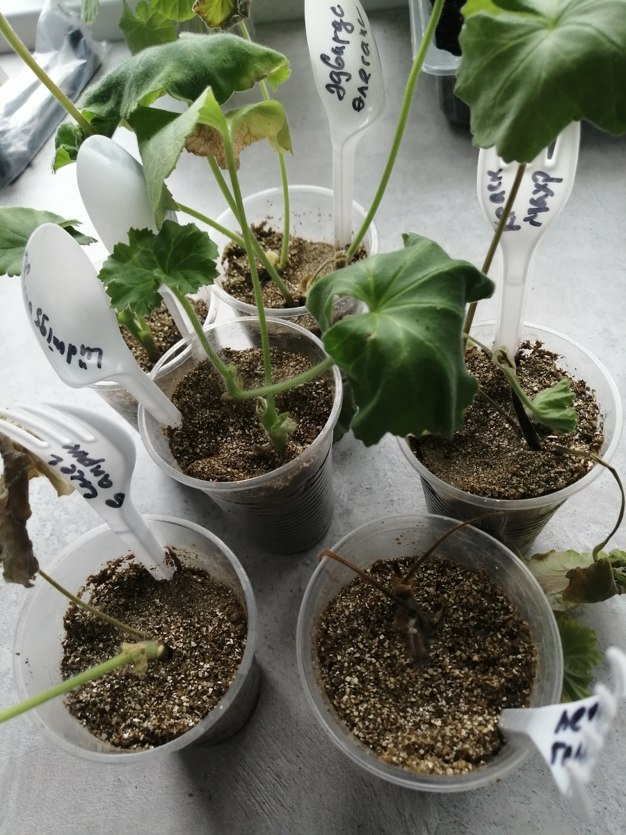 Так выглядят черенки в грунте с вермикулитом