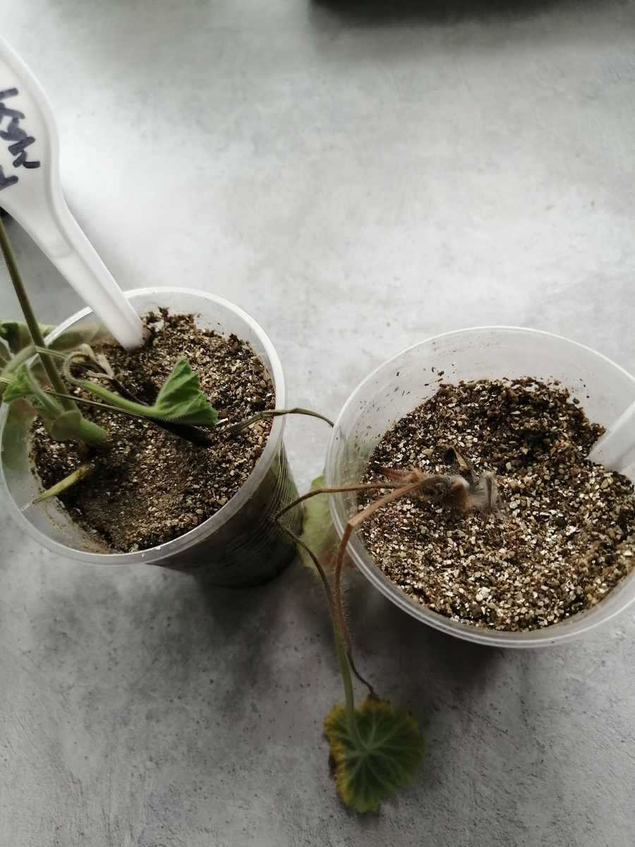 Бедная Леона Галактика крякнула