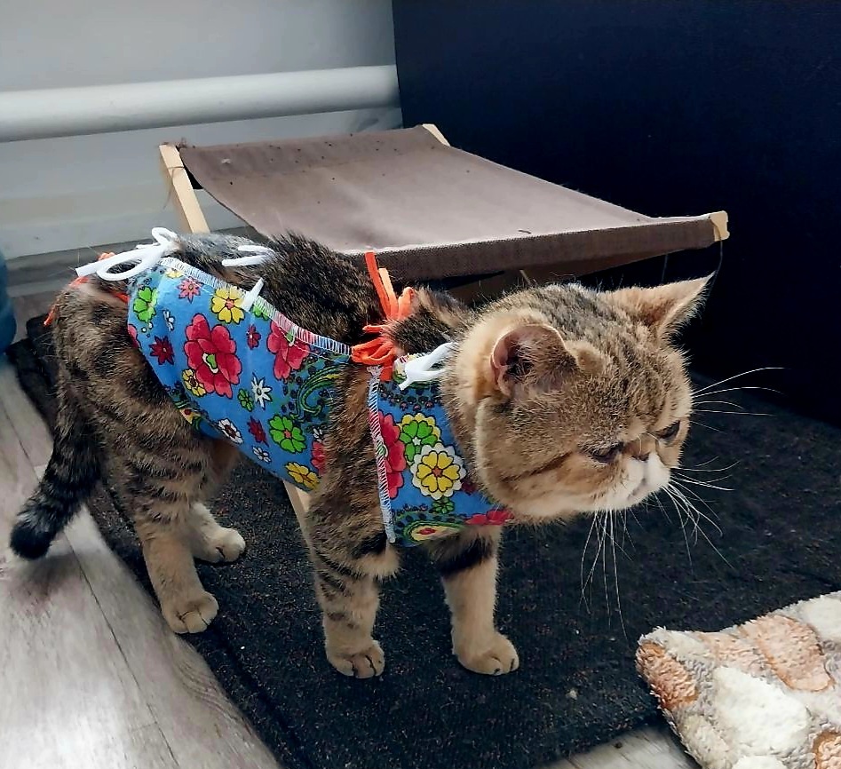 Шуша после кастрации встала уже через 2 часа 