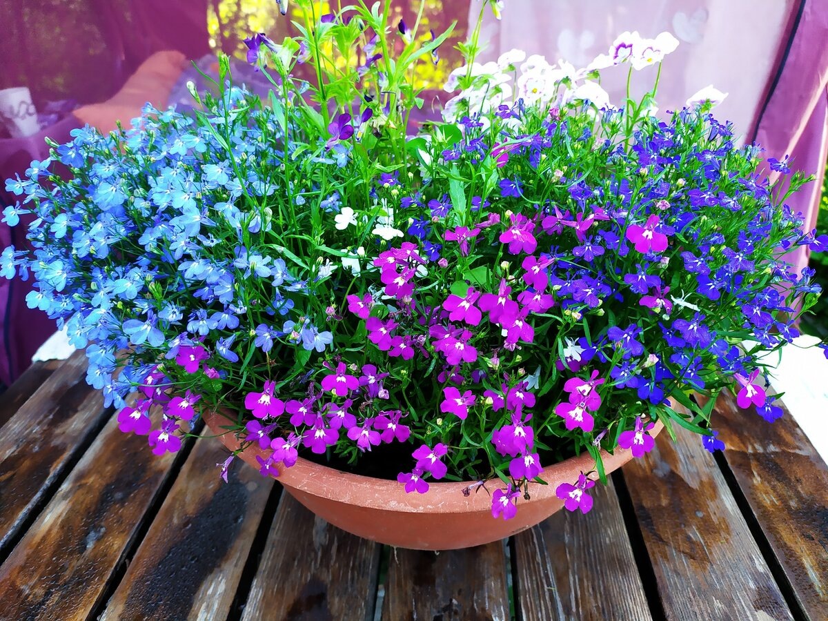 Автор фото: Ирина Туманова