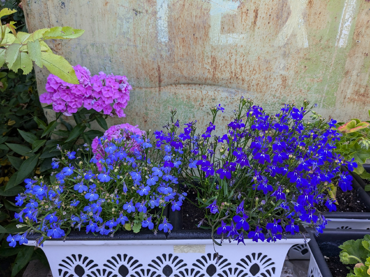 Семенная лобелия: слева - Regatta F1 Sky Blue Eyes, справа - Regatta F1 Midnight Blue