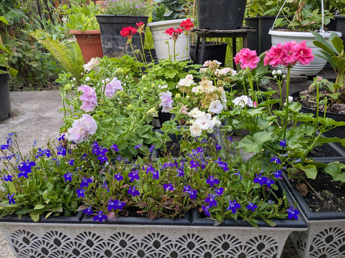 Вегетативная лобелия Laura Power Dark Blue