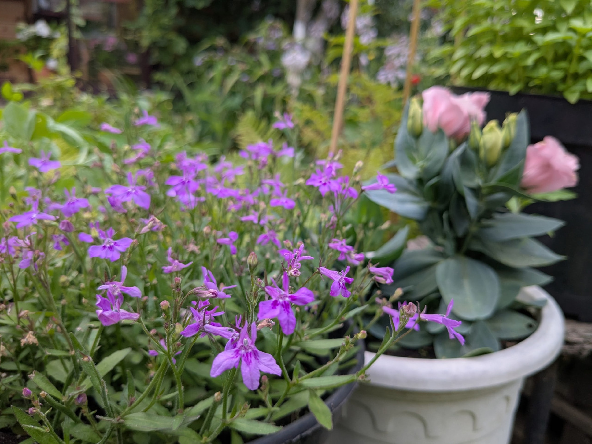 Вегетативная лобелия Laura Lavender