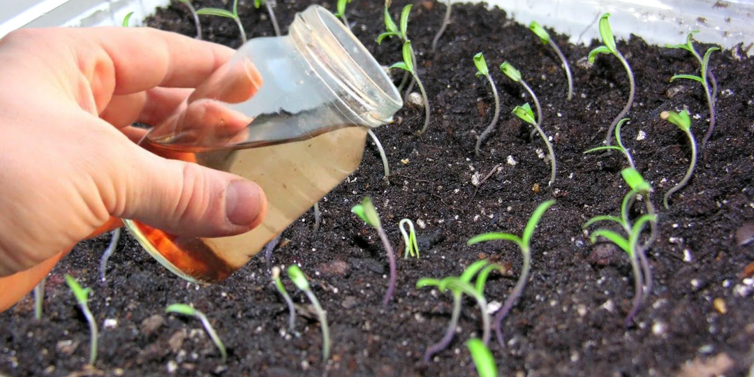 Сразу капаю на рассаду томатов, как только вылезли первые петельки. Мой секрет здоровой и урожайной рассады