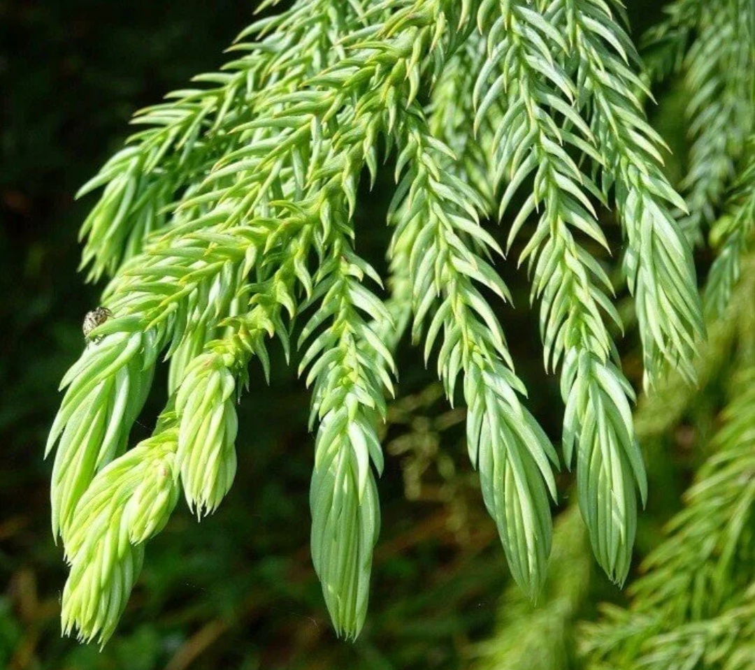 Иголочки у криптомерии очень нежные гладки и совсем не колючие..