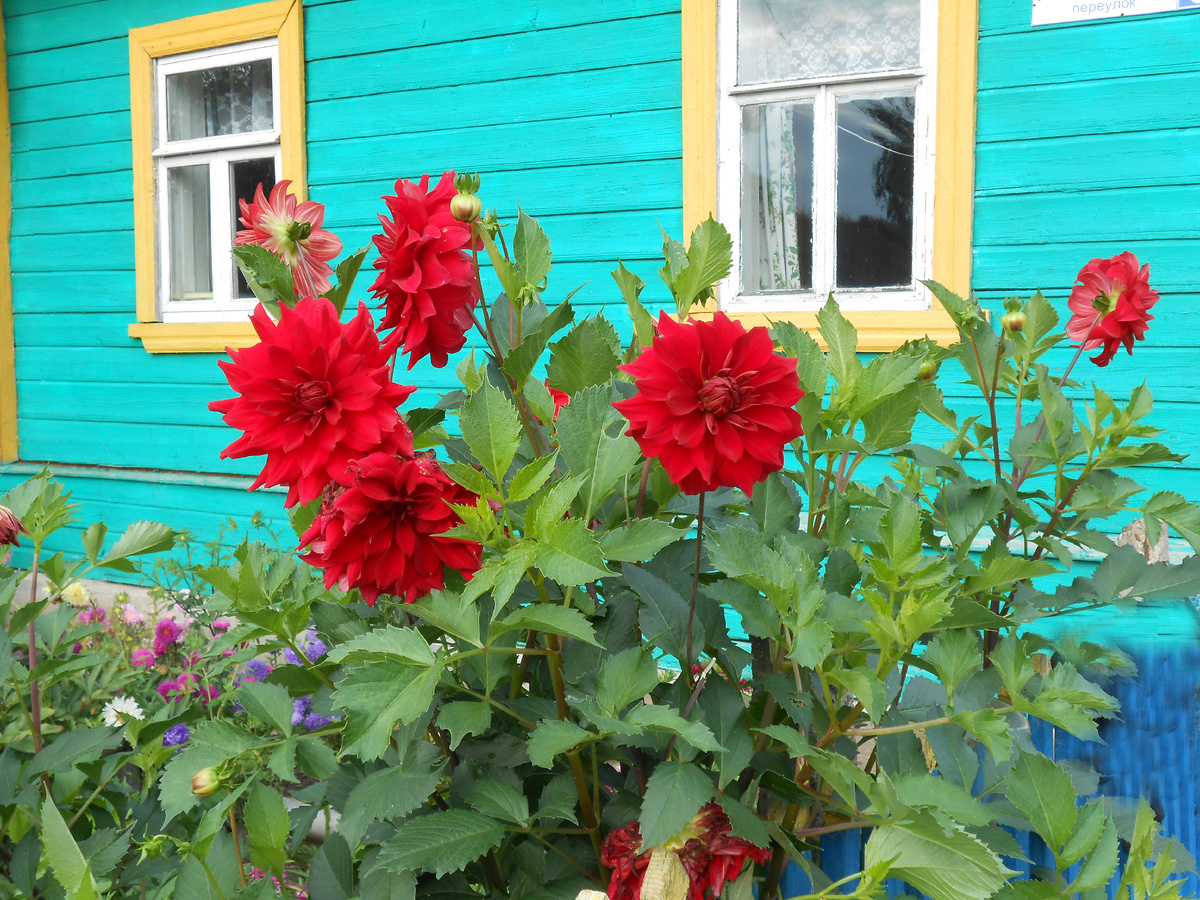 Георгин под окном