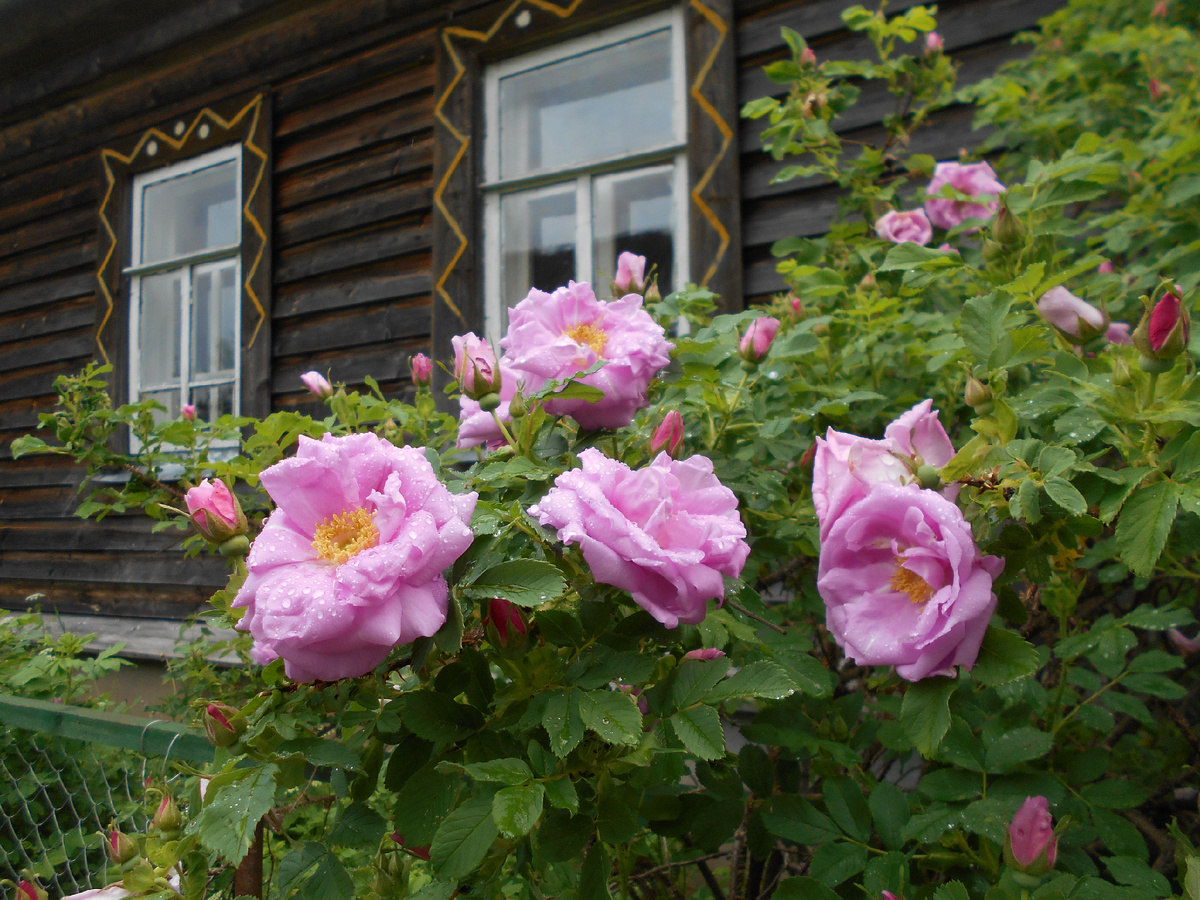 Парковая роза под окном