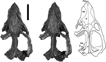 Череп лангбергии.