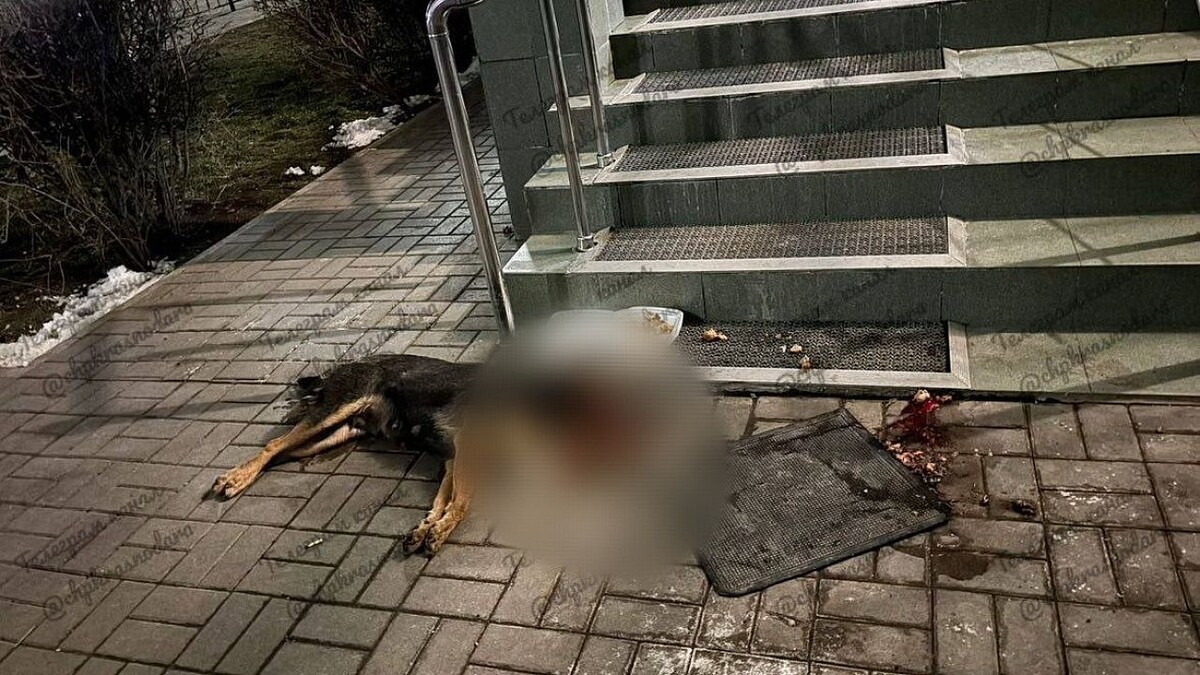    Фото: t.me/krasnodar_chp23