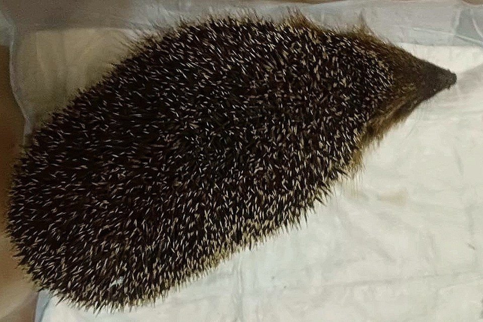    В новосибирском центре помощи птицам спасают ежа, питавшегося кошачьим кормом. Фото: центр помощи птицам «Крылатые судьбы»