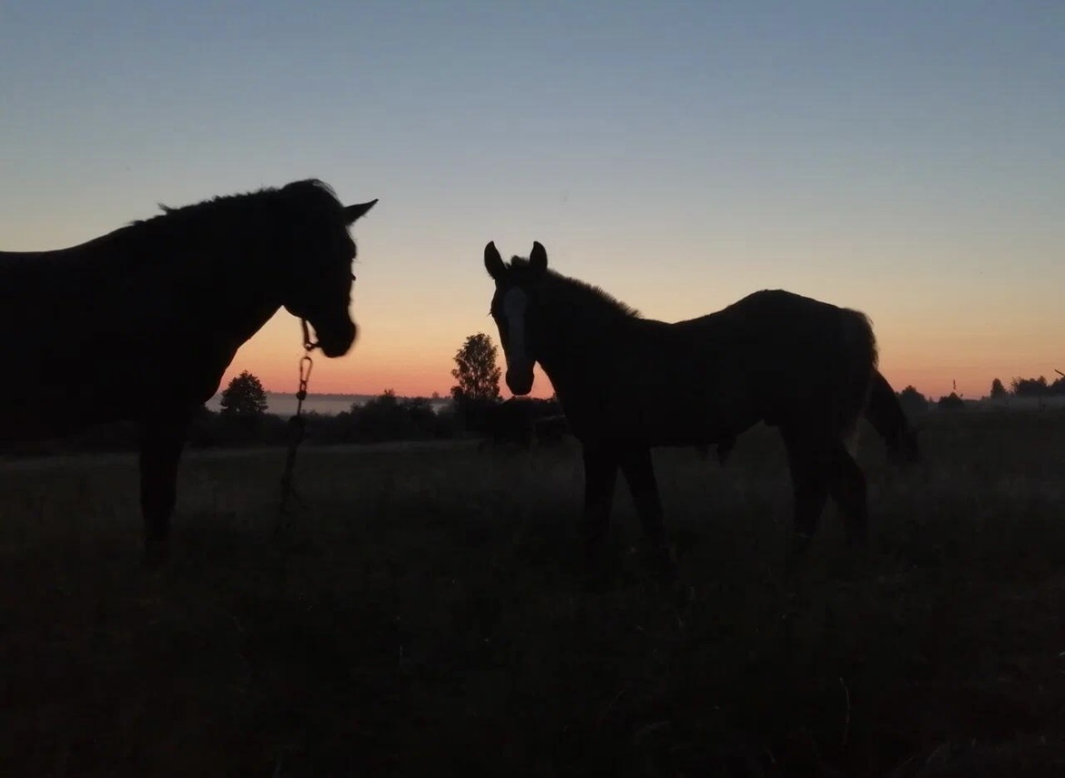 Ночной выпас в летнее время. Встречаем рассветы и следим за лошадьми.