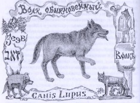 Изображение волка в книге «Мир библейский животных», Михаил Король, худ. Ирина Голуб.