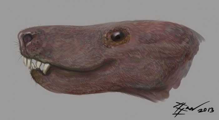 Голова баурии.