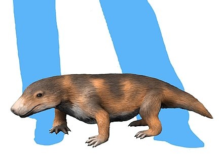 Баурия по сравнению с человеком.