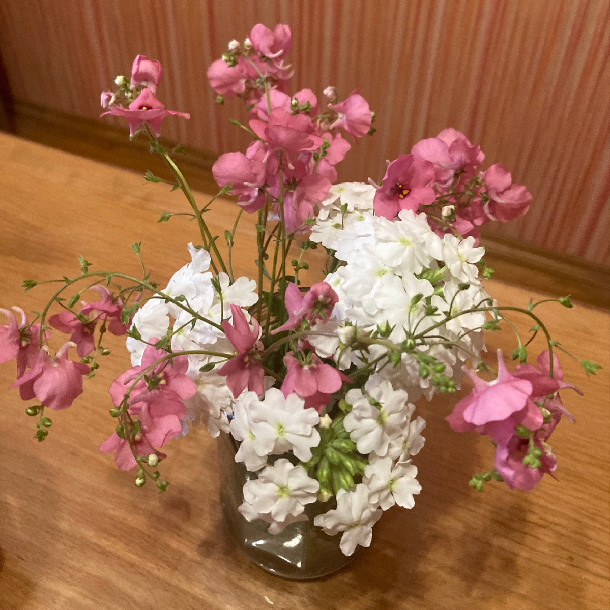 Вербена и диасция, фото автора 2 марта 2025 года