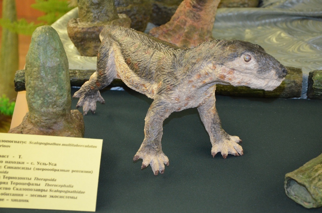 Скалопогнат.