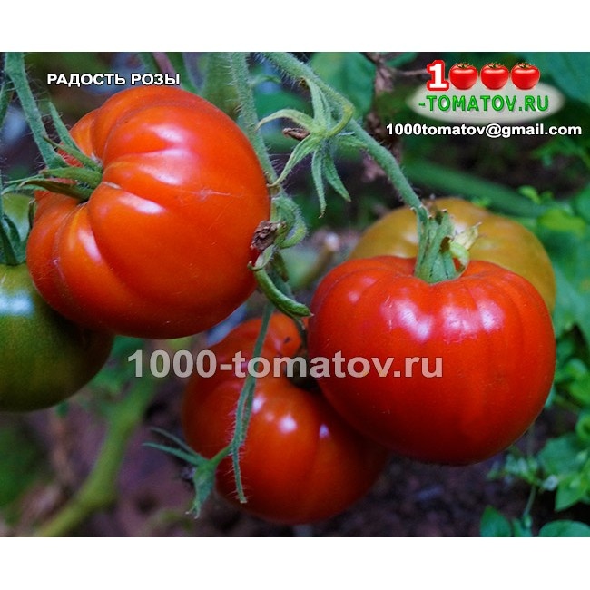 Томат Радость Розы 1