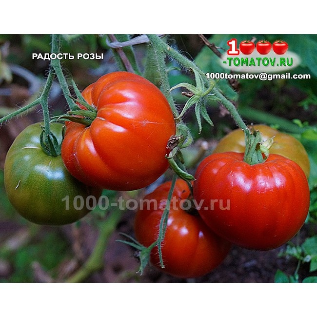 Томат Радость Розы 3