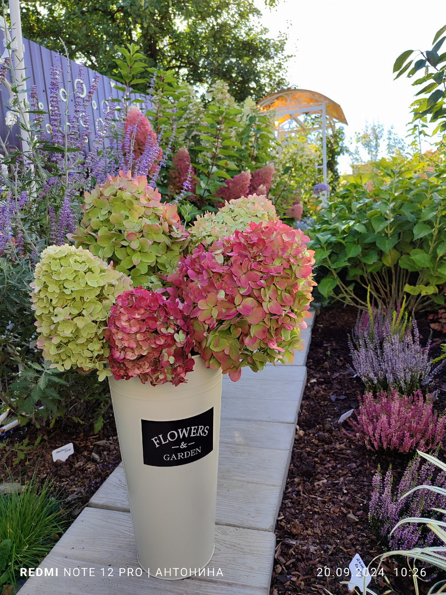 Верески в моём саду.