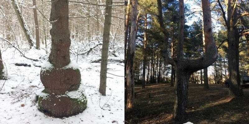 Ель с формой матрешки. В Беловежской пуще снова обнаружили необычное дерево