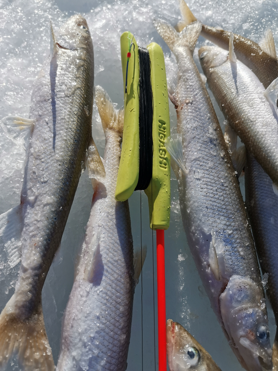 Та самая иголка "креветка с красной полоской"  