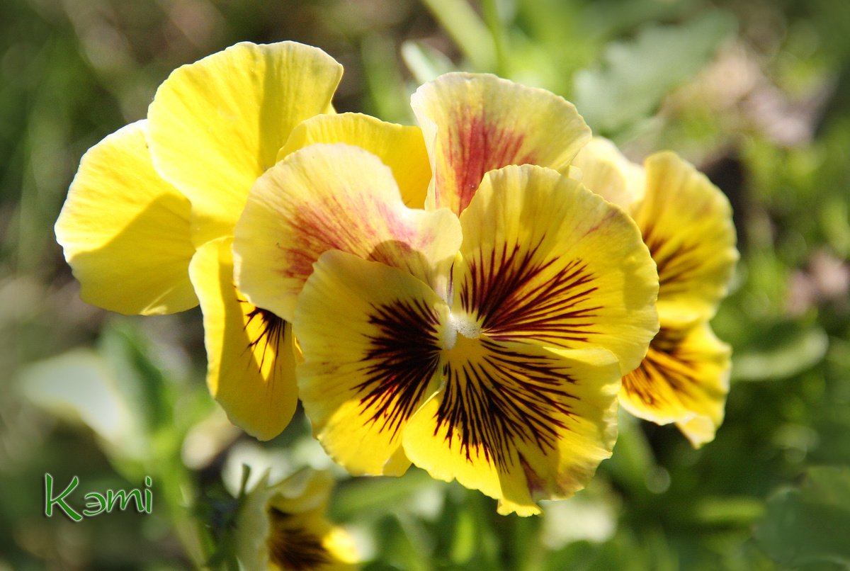 виола Рококо в мае.