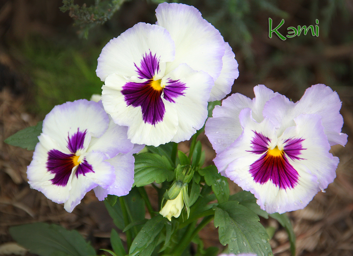 Виола Первый Поцелуй.