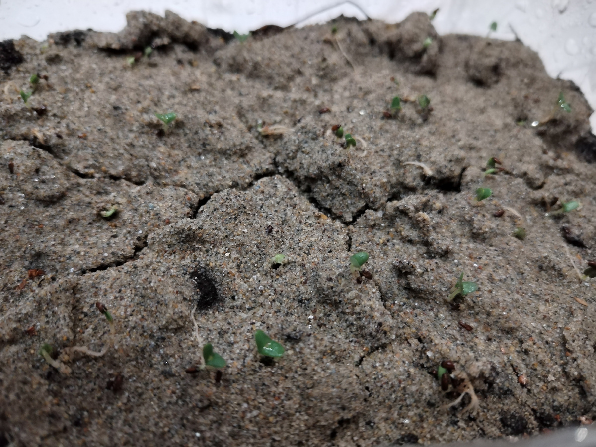 Лаванда Южанка