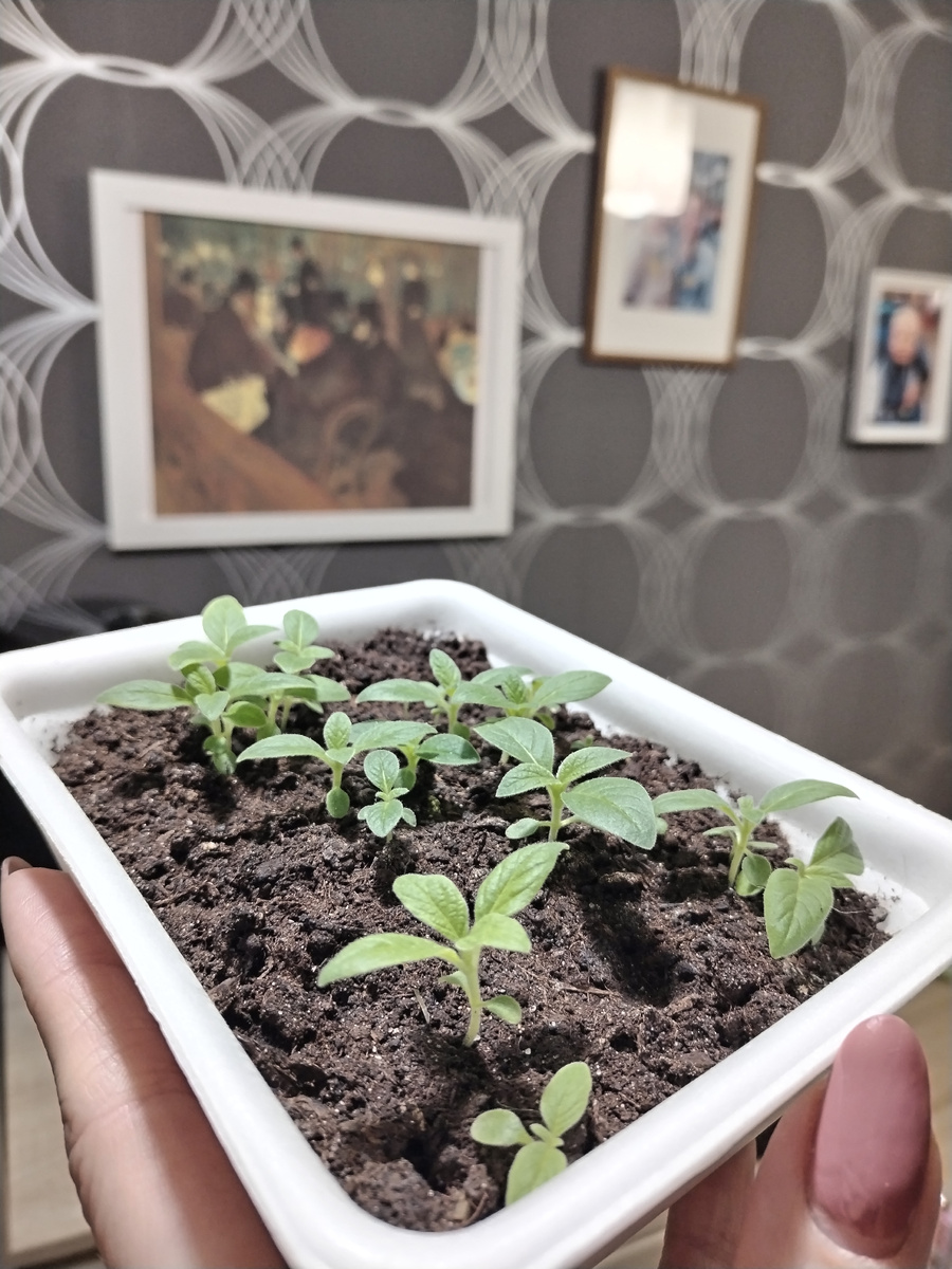 Гелиотроп вовсю прёт