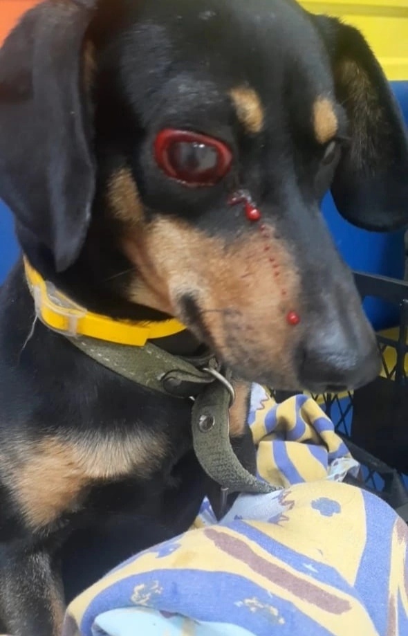 Несчастную собаку Симу сбила машина